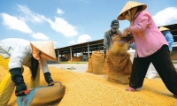 Bộ Công Thương đề xuất xuất khẩu 400.000 tấn gạo trong tháng 4/2020