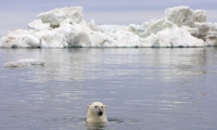 Ảnh hưởng của biến đổi khí hậu: Gấu Bắc Cực sắp biến mất vĩnh viễn khỏi Trái đất