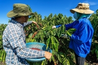Cà phê Việt Nam tiếp tục chinh phục thế giới